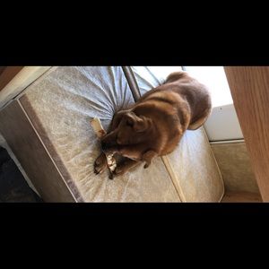 Meet your Posher, Lucy